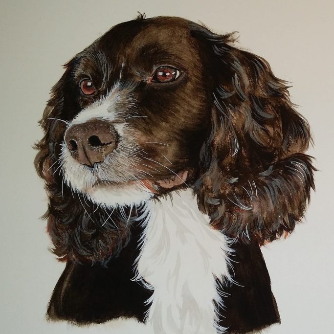 Brown and white spaniel with curly fur and expressive eyes.