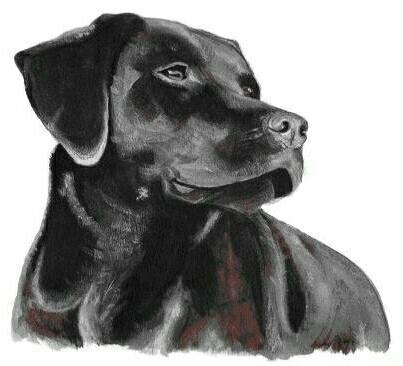 A black Labrador retriever's head, looking to the side.