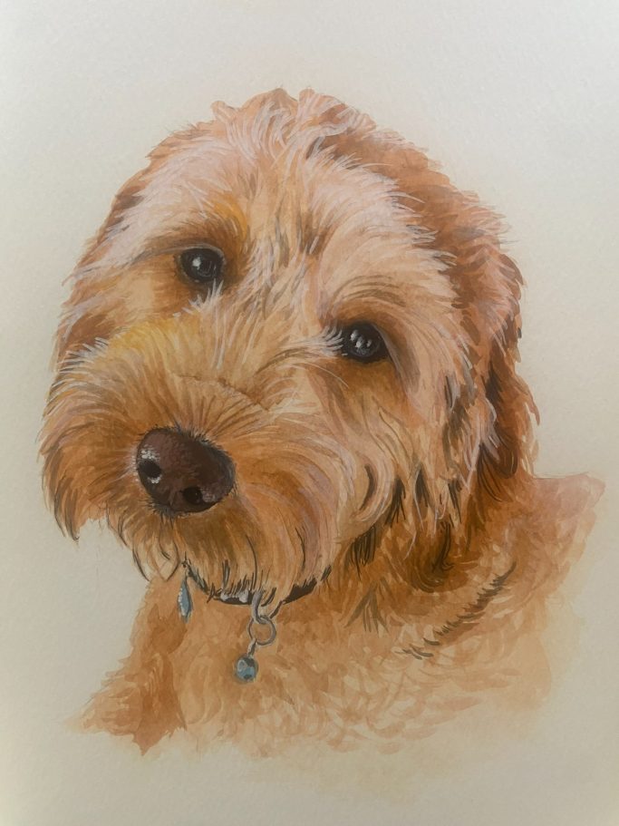 A close-up portrait of a golden-labradoodle with expressive eyes and a soft coat.