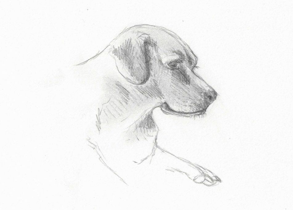 Sketch of a dog in profile, displaying its features and calm expression.