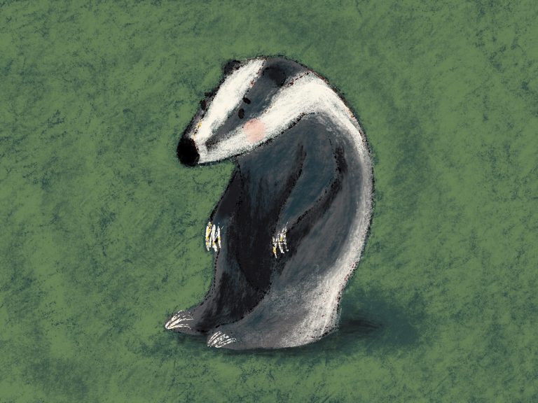 Illustration of a badger on a green textured background