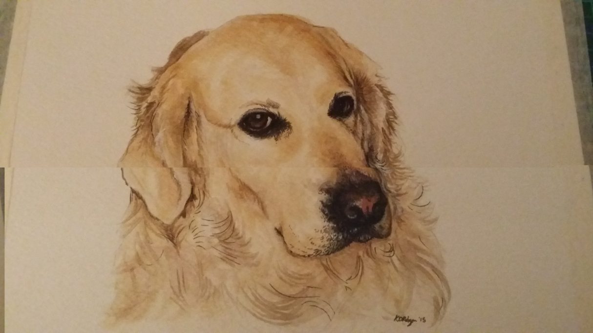 Golden retriever's head with soft fur and expressive eyes, capturing a gentle expression.