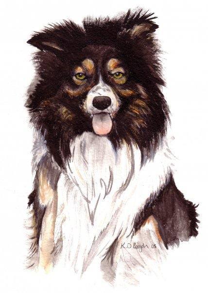 A fluffy black and white collie with a friendly expression.