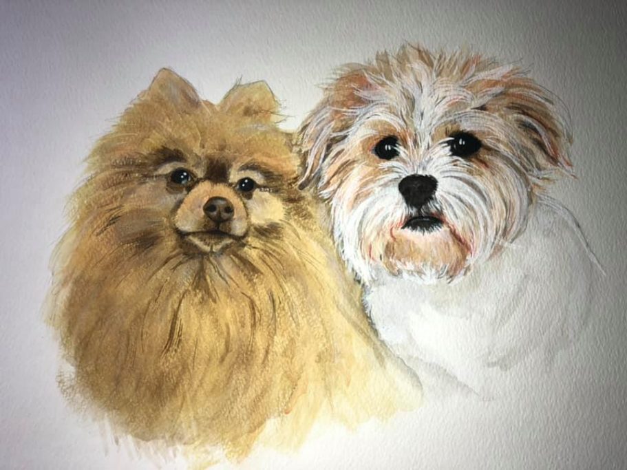 Two dogs side by side: a fluffy brown pomeranian and a white, fluffy mixed breed.