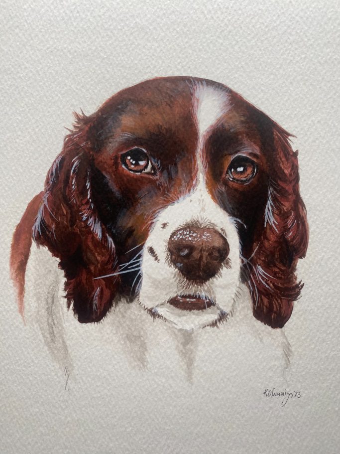 Portrait of a brown and white spaniel dog facing forward with a gentle expression.
